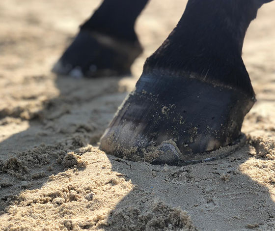 Pferdehufe im Sand