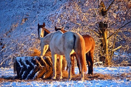 Pferdefütterung im Winter