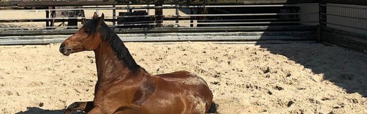 braunes pferd liegt auf sand fuer paddock boeden