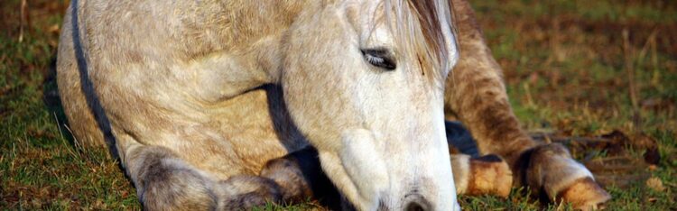 schlafendes pferd im liegen auf der weide