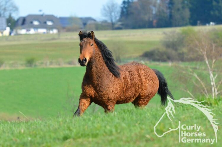 Titelbild Curly Horse auf der Wiese