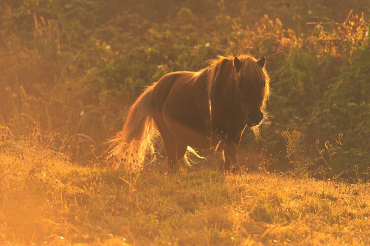 Pony im Sommer