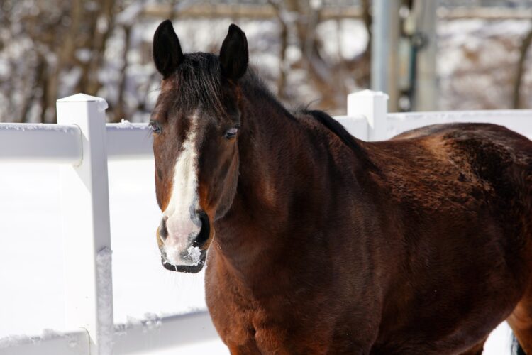 horse winter