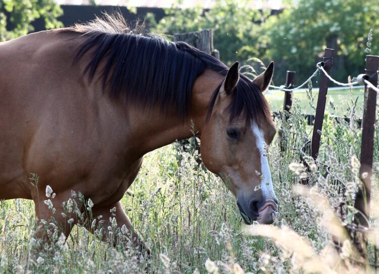 Equines Metabolisches Syndrom