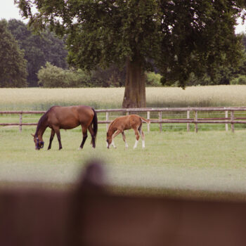 stresan-reitsand-referenz-reitstall-dieckmann-09